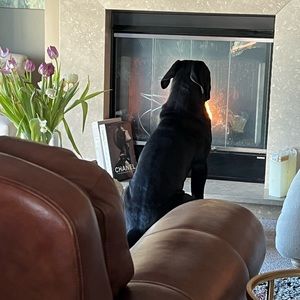 Meet your Posher, Harry